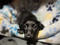 Majestic , a male Miniature Dachshund for sale in Belfair, WA – 10 of 10