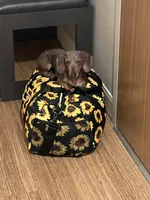 Hollywood, a female Miniature Dachshund for sale in Belfair, WA – 1 of 5