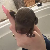 Sundance, a female Miniature Dachshund for sale in Belfair, WA – Photo 1 of 2