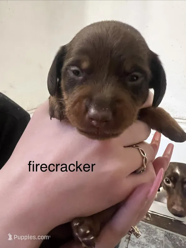 Firecracker