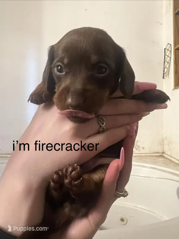 Firecracker