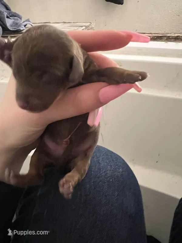 Firecracker – Miniature Dachshund puppy for sale in Belfair, WA