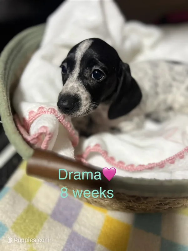 Drama – Miniature Dachshund puppy for sale in Belfair, WA