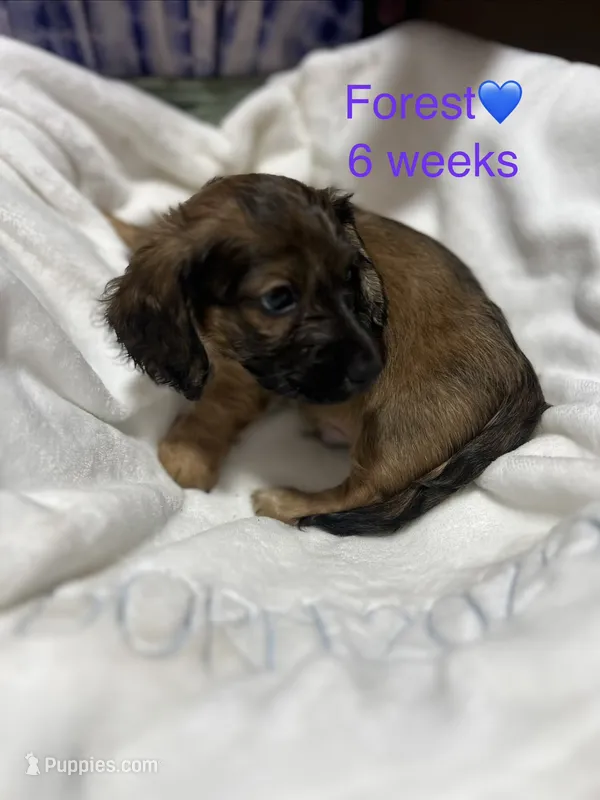 Forest  – Miniature Dachshund puppy for sale in Belfair, WA