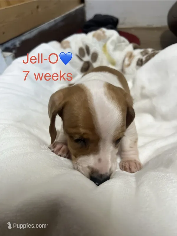 Jell-O – Miniature Dachshund puppy for sale in Belfair, WA