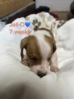 Jell-O, a male Miniature Dachshund for sale in Belfair, WA – 4 of 8