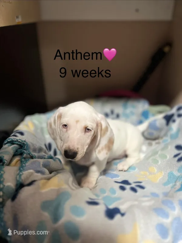 Anthem – Miniature Dachshund puppy for sale in Belfair, WA