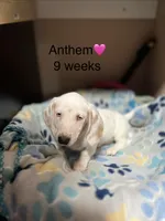 Anthem, a female Miniature Dachshund for sale in Belfair, WA – 1 of 10