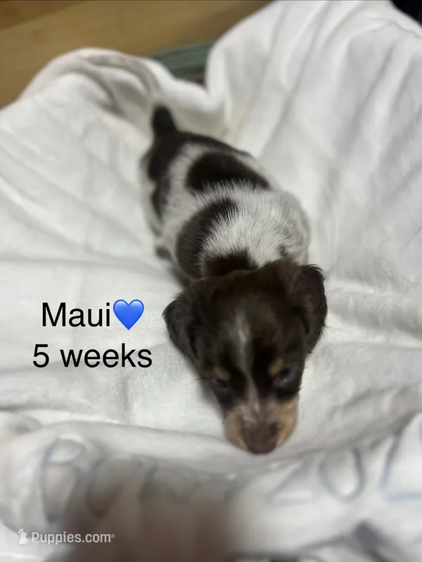 Maui – Miniature Dachshund puppy for sale in Belfair, WA