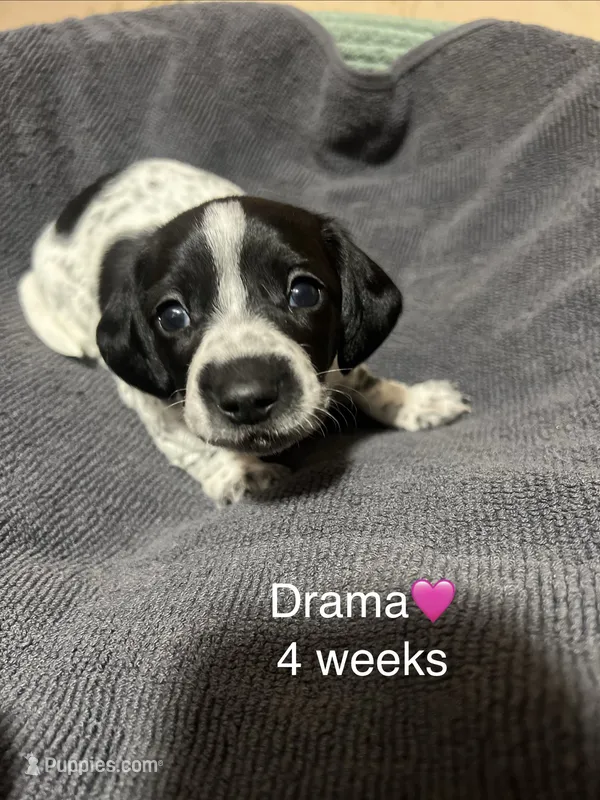 Drama – Miniature Dachshund puppy for sale in Belfair, WA