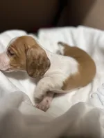 Jell-O, a male Miniature Dachshund for sale in Belfair, WA – 3 of 8