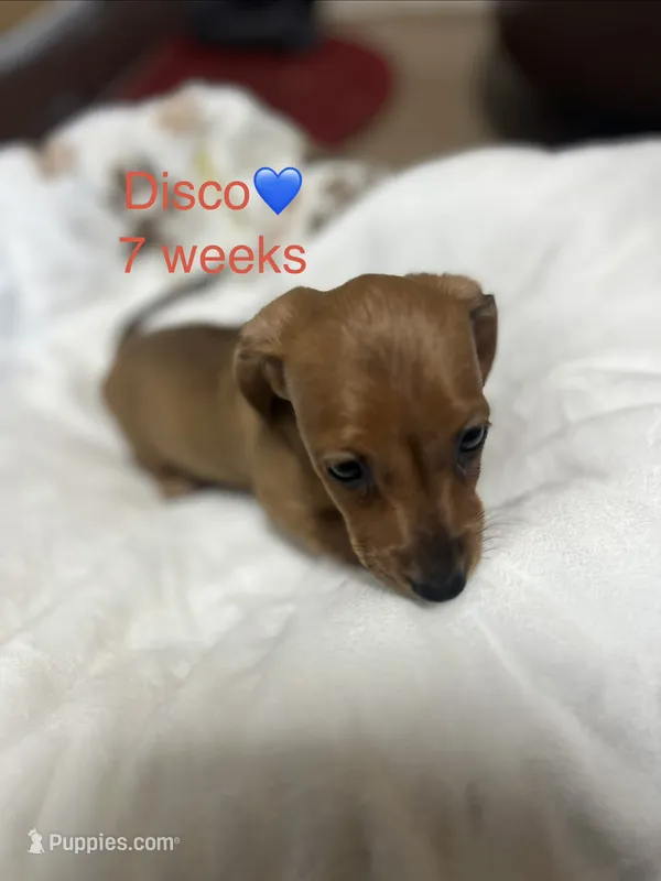 Disco – Miniature Dachshund puppy for sale in Belfair, WA