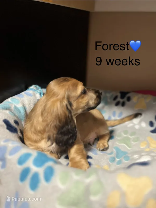 Forest  – Miniature Dachshund puppy for sale in Belfair, WA