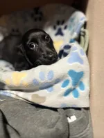 Majestic , a male Miniature Dachshund for sale in Belfair, WA – 9 of 10
