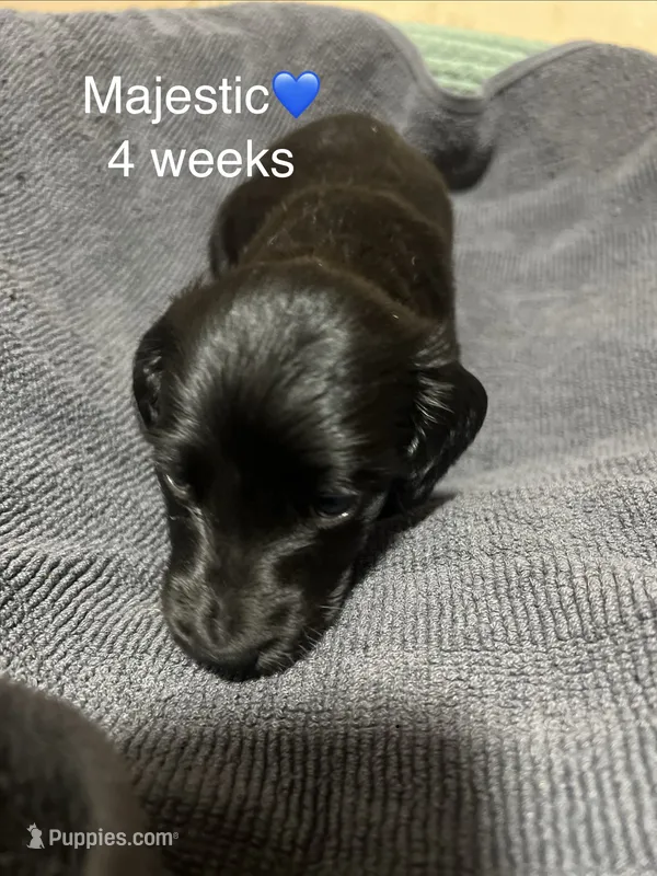 Majestic  – Miniature Dachshund puppy for sale in Belfair, WA