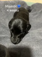 Majestic , a male Miniature Dachshund for sale in Belfair, WA – 8 of 10