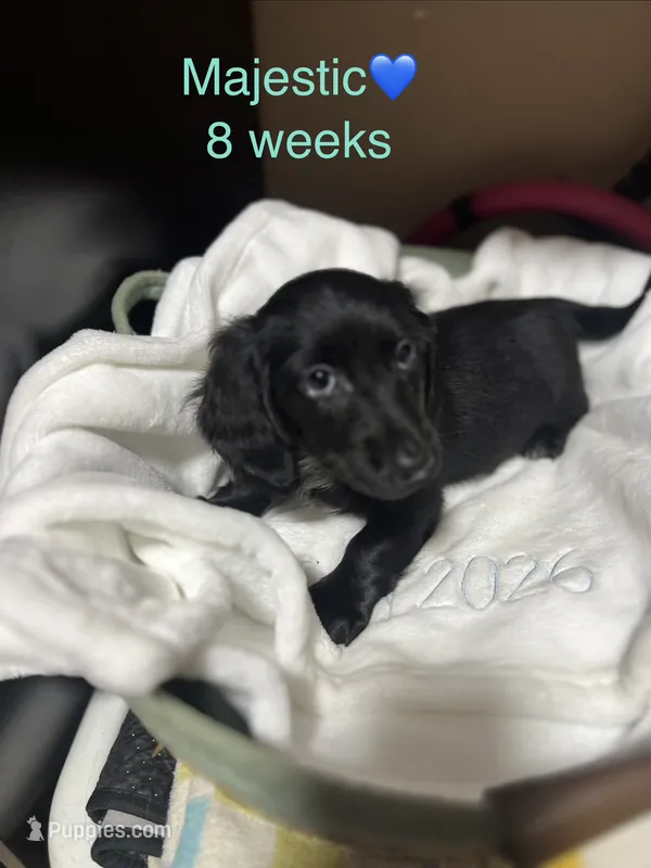 Majestic  – Miniature Dachshund puppy for sale in Belfair, WA