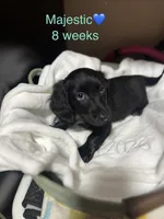 Majestic , a male Miniature Dachshund for sale in Belfair, WA – 2 of 10