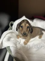 S’mores, a male Miniature Dachshund for sale in Belfair, WA – 3 of 10