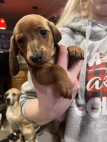 Element, a female Miniature Dachshund for sale in Belfair, WA – Photo 1 of 8