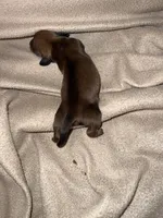 Element, a female Miniature Dachshund for sale in Belfair, WA – Photo 8 of 8