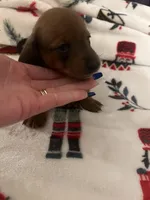 Element, a female Miniature Dachshund for sale in Belfair, WA – Photo 6 of 8