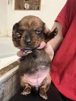 Element, a female Miniature Dachshund for sale in Belfair, WA – Photo 5 of 8