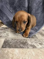 Element, a female Miniature Dachshund for sale in Belfair, WA – Photo 3 of 8