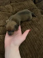 Element, a female Miniature Dachshund for sale in Belfair, WA – Photo 7 of 8