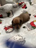 Element, a female Miniature Dachshund for sale in Belfair, WA – Photo 4 of 8