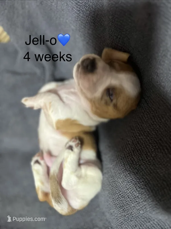 Jell-O – Miniature Dachshund puppy for sale in Belfair, WA