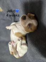 Jell-O, a male Miniature Dachshund for sale in Belfair, WA – 7 of 8