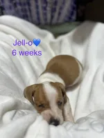 Jell-O, a male Miniature Dachshund for sale in Belfair, WA – 5 of 8