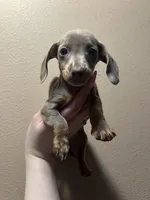 Harmony, a female Miniature Dachshund for sale in Belfair, WA – Photo 4 of 10