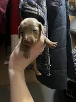 Harmony, a female Miniature Dachshund for sale in Belfair, WA – Photo 9 of 10