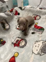 Harmony, a female Miniature Dachshund for sale in Belfair, WA – Photo 6 of 10