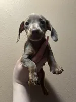 Harmony, a female Miniature Dachshund for sale in Belfair, WA – Photo 1 of 10