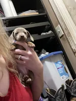 Harmony, a female Miniature Dachshund for sale in Belfair, WA – Photo 5 of 10