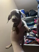 Harmony, a female Miniature Dachshund for sale in Belfair, WA – Photo 3 of 10