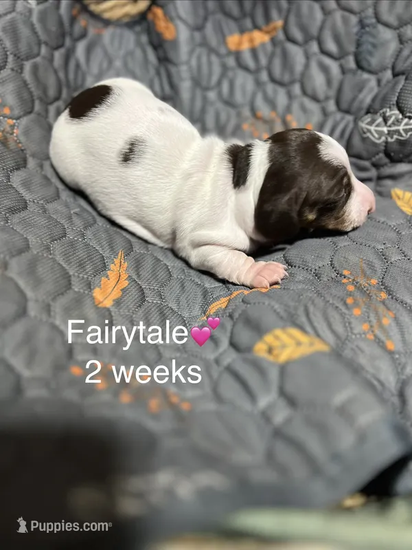 Fairytale  – Miniature Dachshund puppy for sale in Belfair, WA
