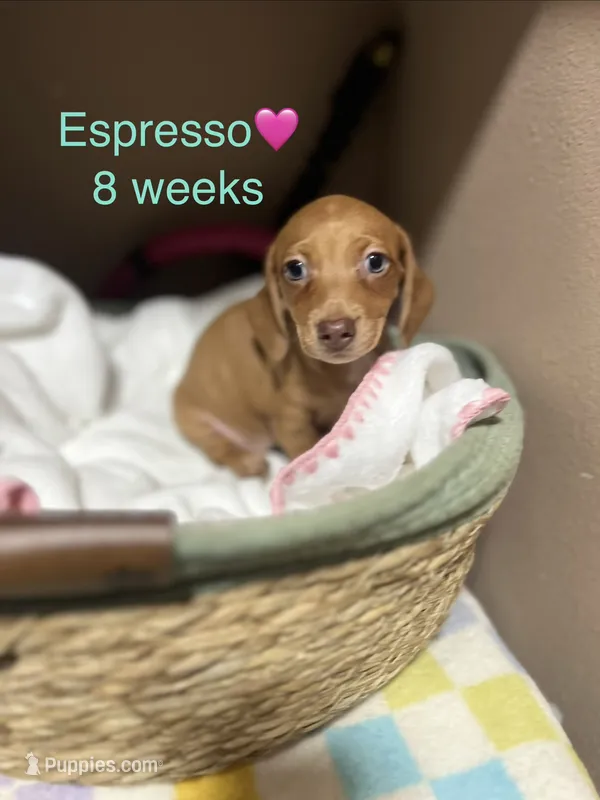 Espresso  – Miniature Dachshund puppy for sale in Belfair, WA