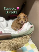 Espresso , a female Miniature Dachshund for sale in Belfair, WA – 2 of 10
