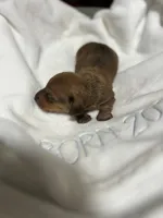 Kingdom, a male Miniature Dachshund for sale in Belfair, WA – 2 of 3