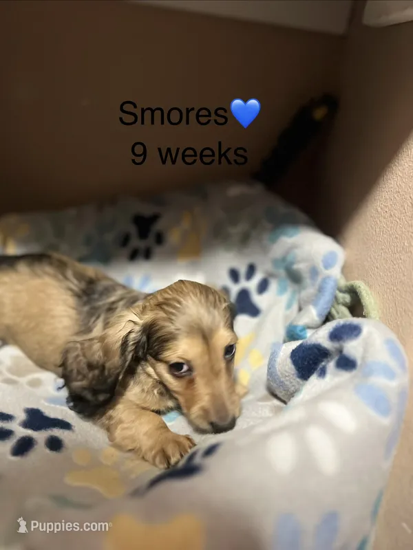S’mores – Miniature Dachshund puppy for sale in Belfair, WA