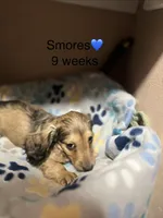 S’mores, a male Miniature Dachshund for sale in Belfair, WA – 1 of 10