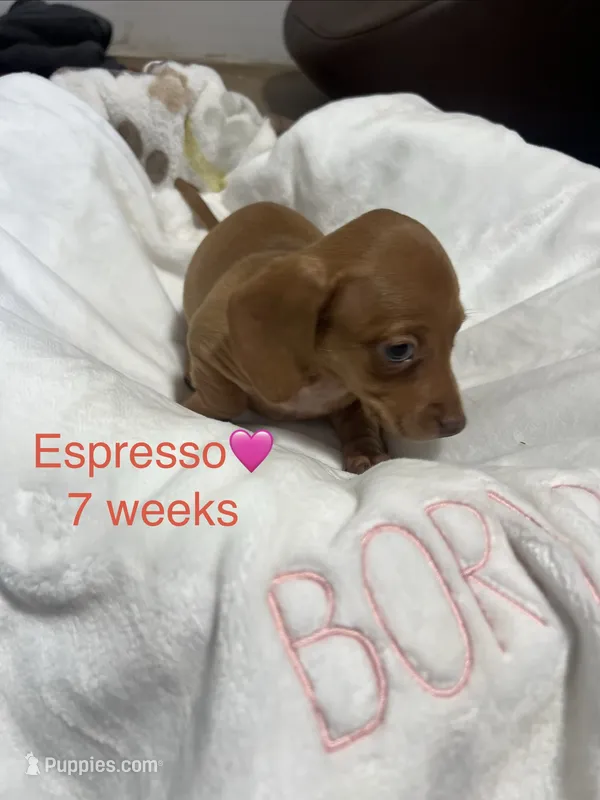 Espresso  – Miniature Dachshund puppy for sale in Belfair, WA