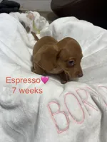 Espresso , a female Miniature Dachshund for sale in Belfair, WA – 6 of 10