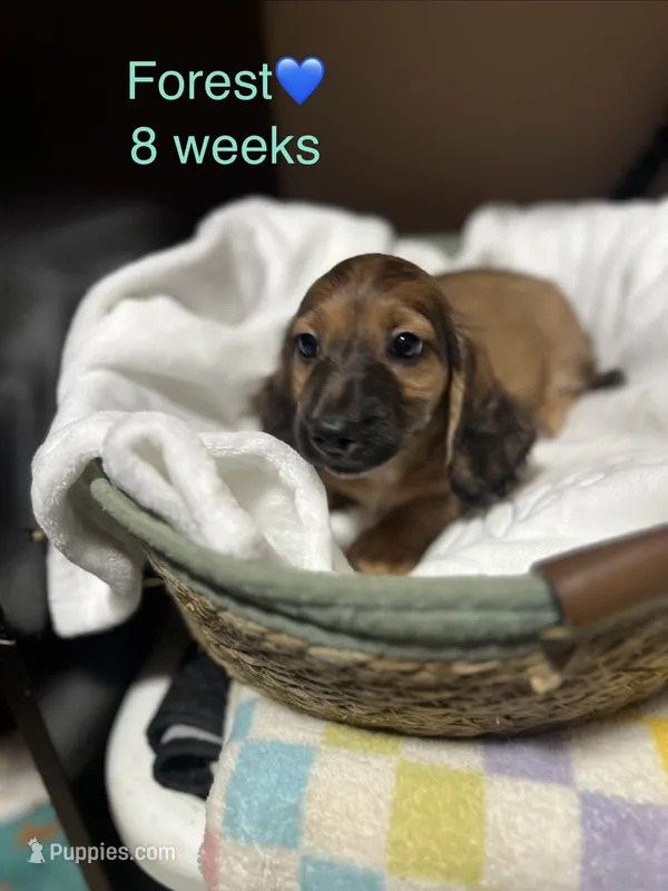 Forest  – Miniature Dachshund puppy for sale in Belfair, WA