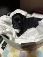 Majestic , a male Miniature Dachshund for sale in Belfair, WA – 4 of 10