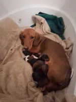 Hurricane, a female Miniature Dachshund for sale in Belfair, WA – Photo 2 of 4